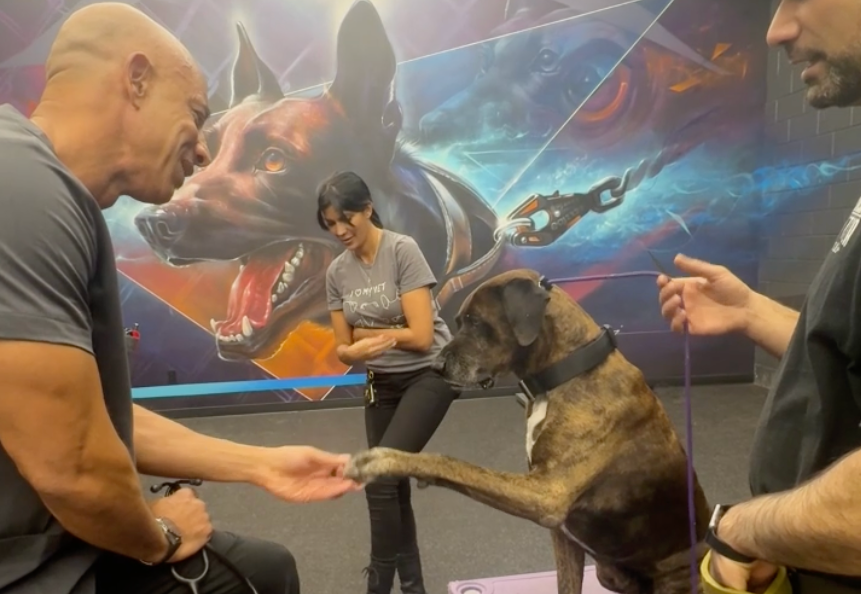 Dog who sought firefighter’s help in LA fire is safe;
